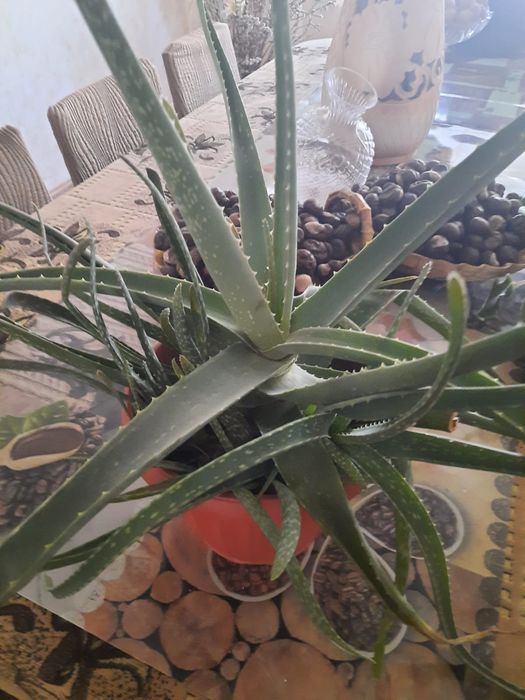 Продаю комнатные цветы