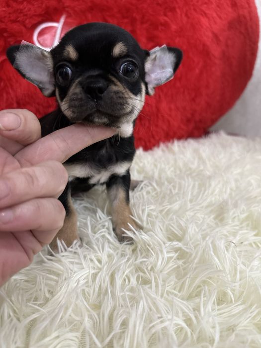 Коасивые мальчишки чихуашечки