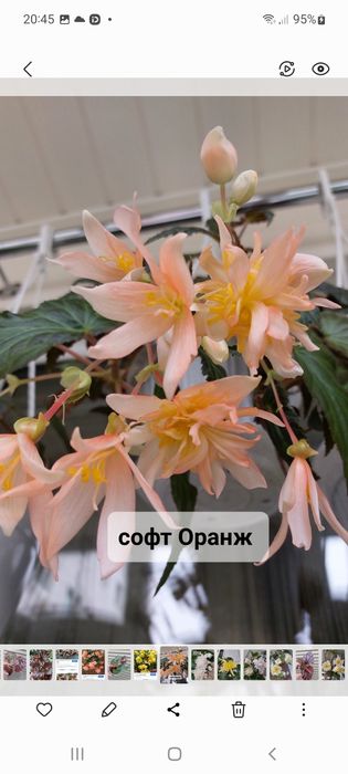 Бегонии беллеконии.