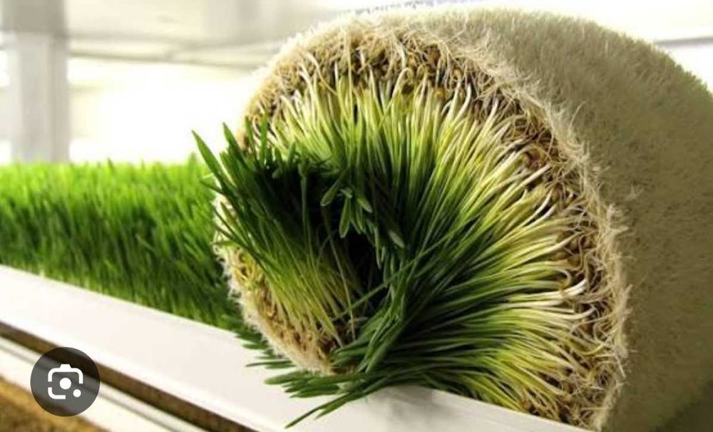 Продам гидропонный корм