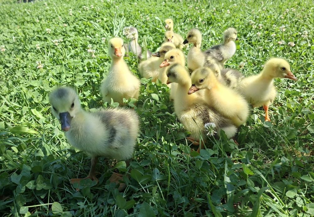 Продавам гъски и гъсета