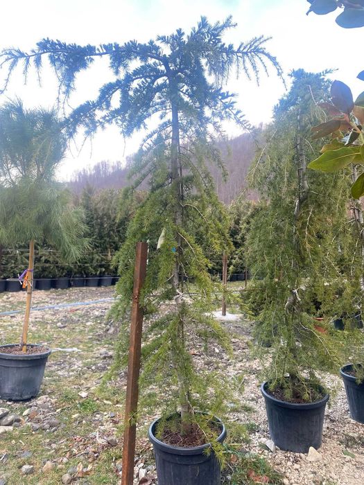 Plante Ornamentale Premium pentru Curți Moderne