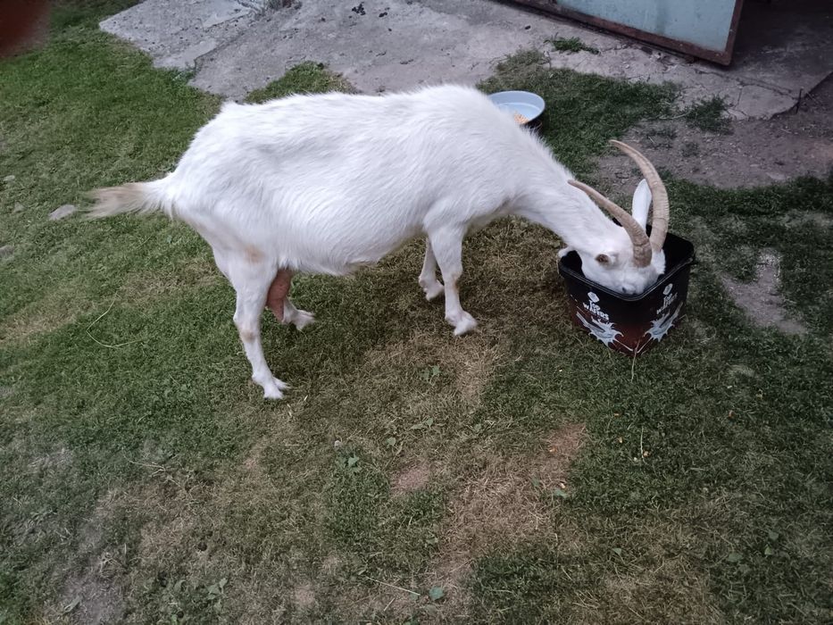 Capra și Țap Sannen