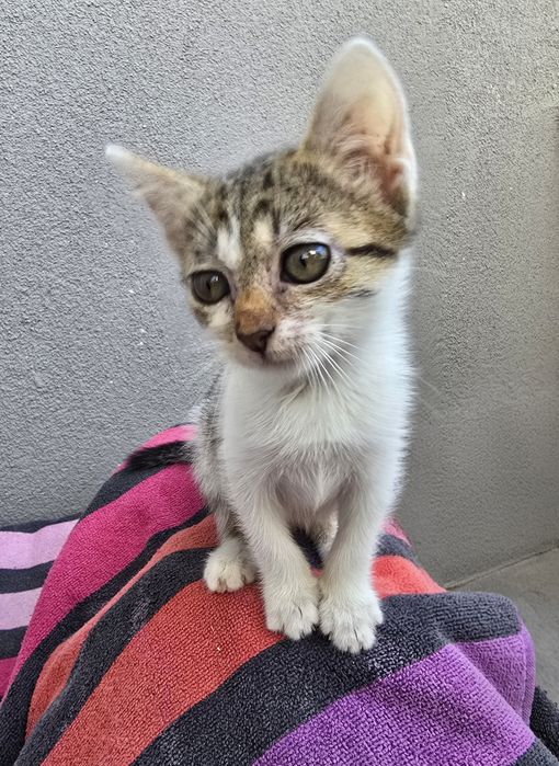 Подарявам женско коте
