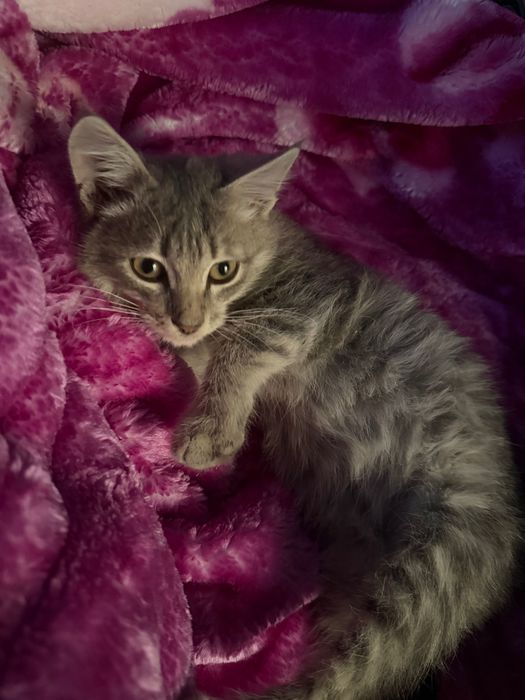 Еркек мысыкк котенок