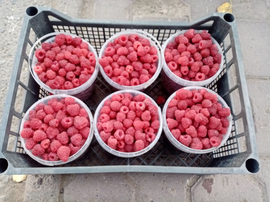 Продам саженцы малины Геракл