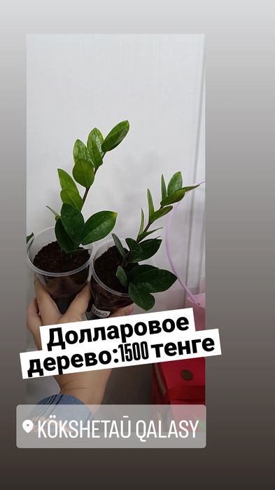 Долларовое дерево:1500 тенге