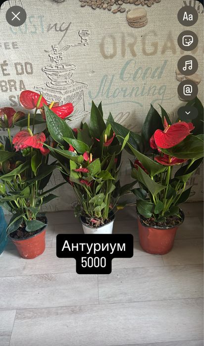 Комнатные цветы для дома и офиса