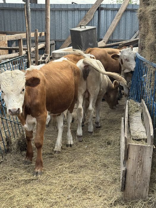 Продам бычков 5 голов