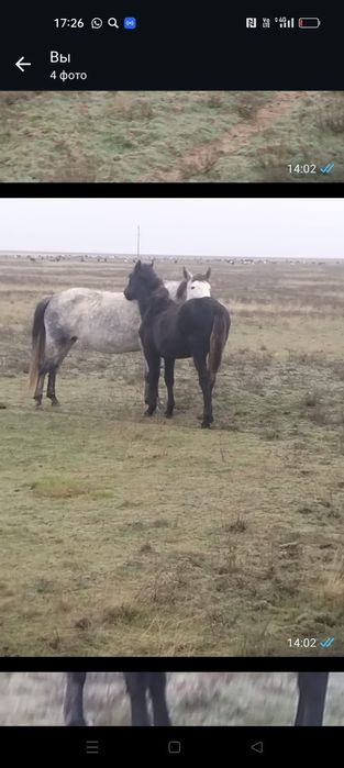 Соғымға сатылады