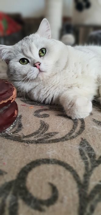 Britan shinshila opitniy Viyaska