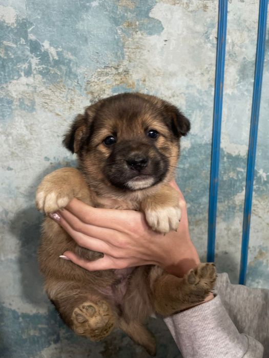 Donez cățeluși găsiți abandonați