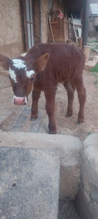 Еркек бұзау сатылады
