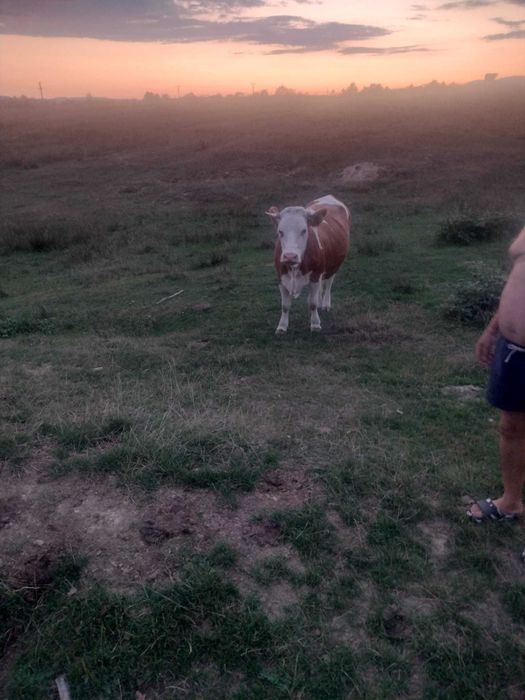 Două juninci de vânzare !!!