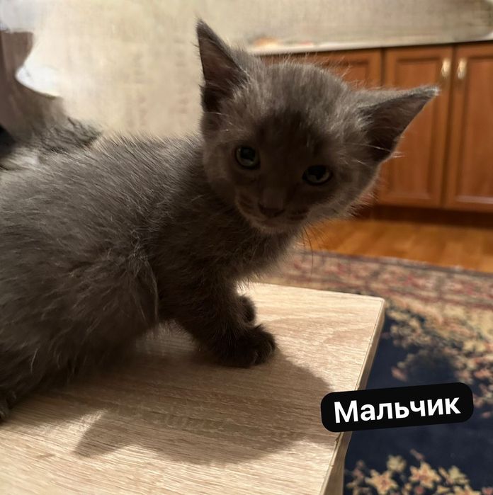 Кошечку в добрые руки