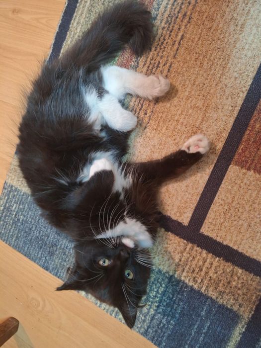 Котенок, кошка в добрые руки