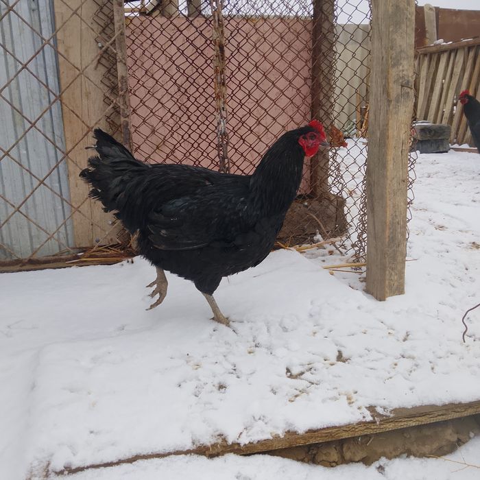 Қораз черный гигант