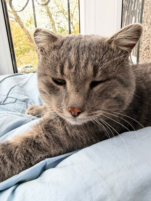 Кот ищет дом и хозяина