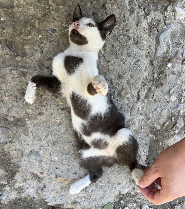 Donez un motănel