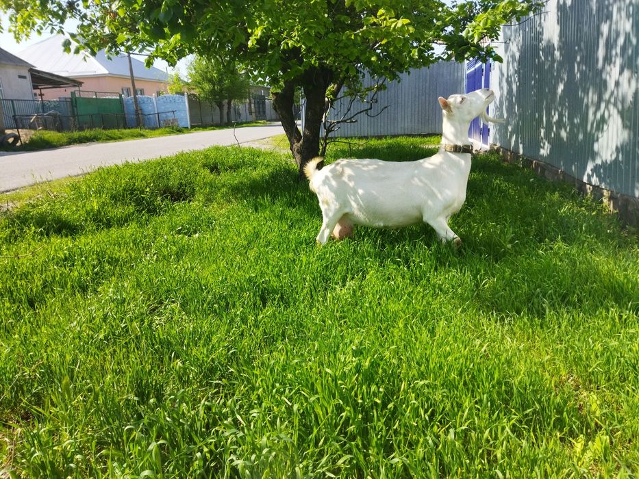 Козье молоко продам
