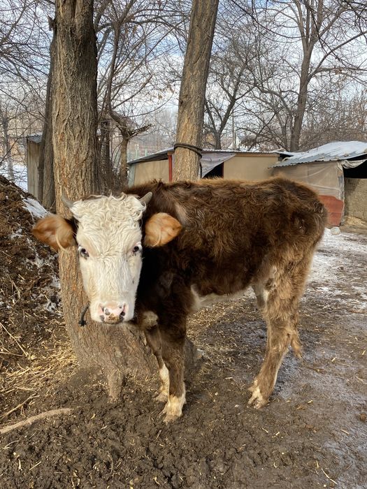 Теленок / бызау