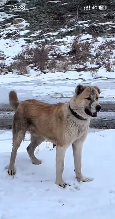 Алабай.Қазақы күшік.Тобет.Боец.