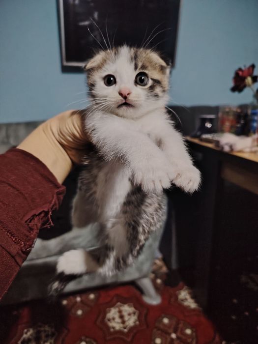 Syaminskiy mushuk sutdan chiqgan