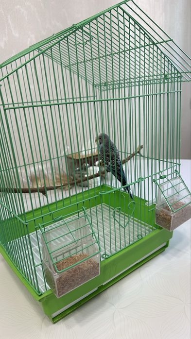 Продам канарейку с клеткой