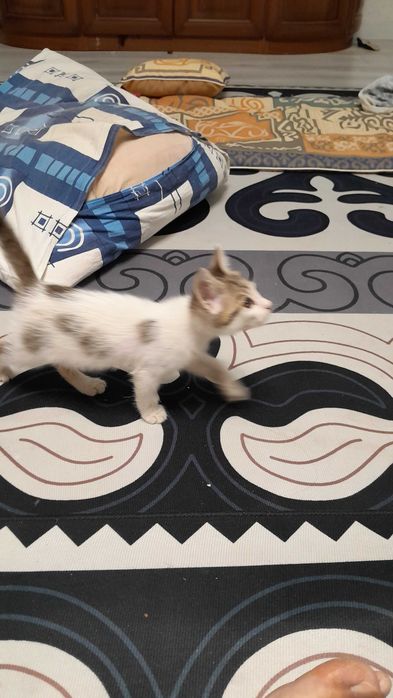 Отдам бесплатно котенок добрый игрывый