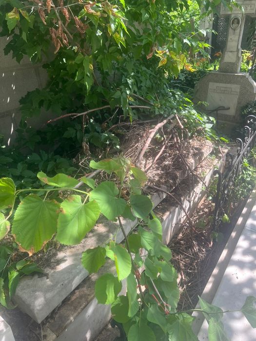 Loc de veci in cimitirul Iancu Nou