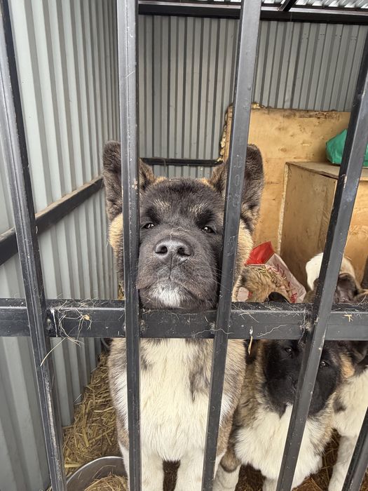 Шикарные мальчики американской акиты.