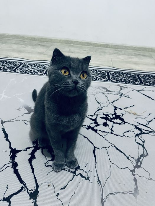 Кошка британская