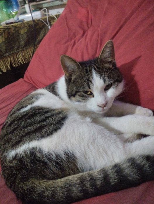 Отдам даром в хорошие руки котёнка мальчик 7 месяца