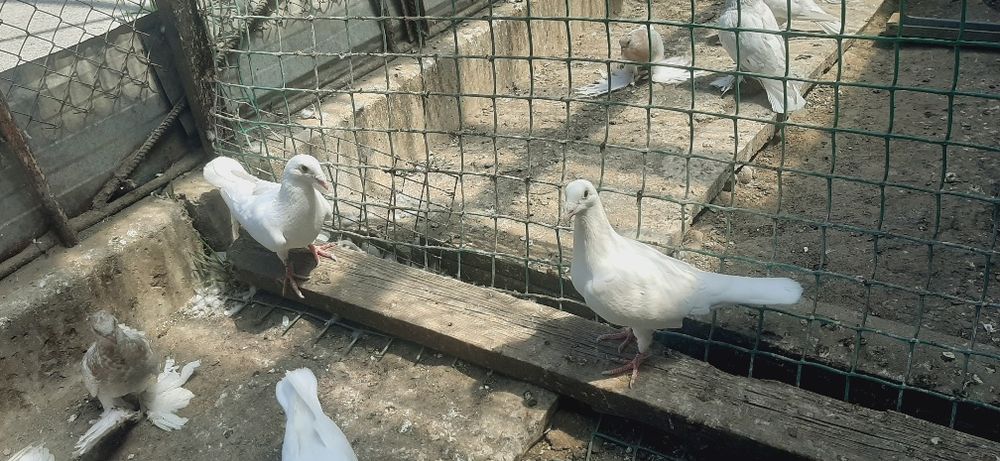 Продам почтовых голубей