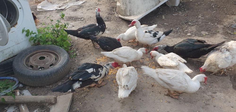 Vând rate mute, rățoi, 1 rata muta cu 15 boboci de 3 zile, cocoși iopani, porumbei