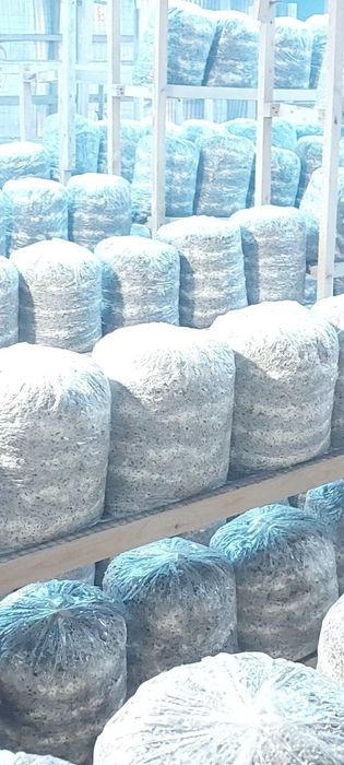 Ку́зикорин блокларни экиб бериш хизмати