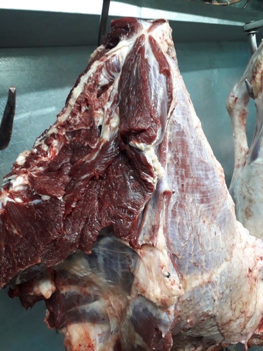Продам говядину.