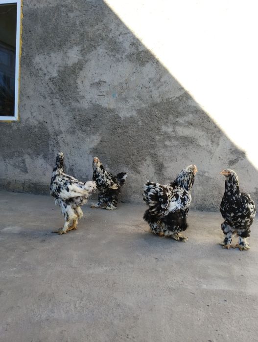 toza bramalar sotiladi