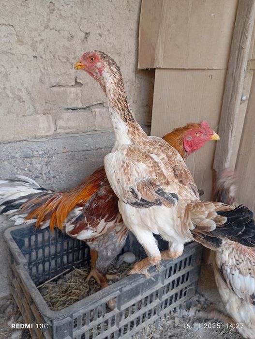 Даканиха прошлого года Корея