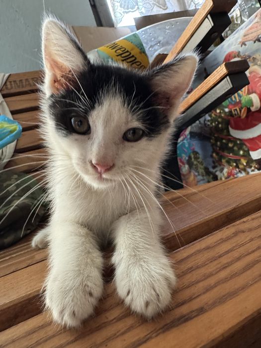 Pisici spre adoptie