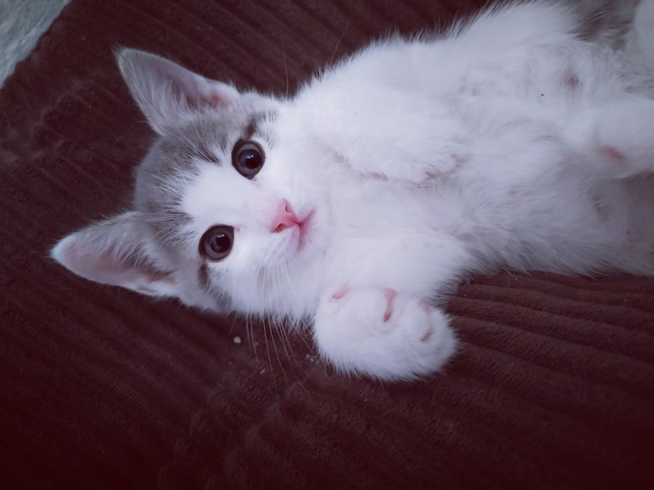 Красивые котята!