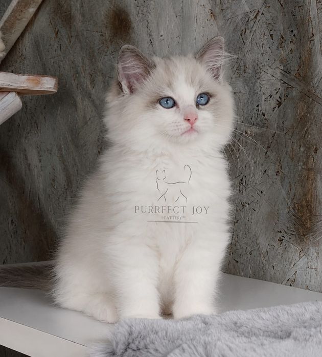 Ragdoll cu pedigree