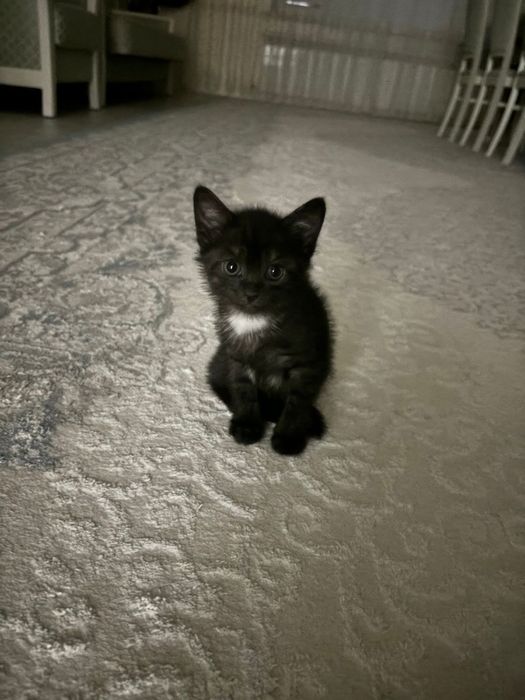 Мысық алам деушілер болса