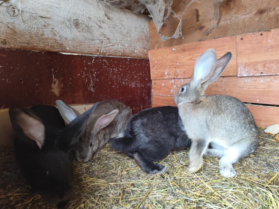 Iepurași de vânzare