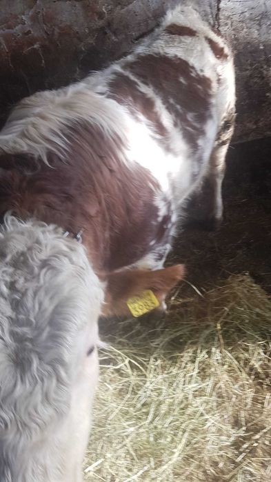 Vand vitel mai multe detalii la telefon