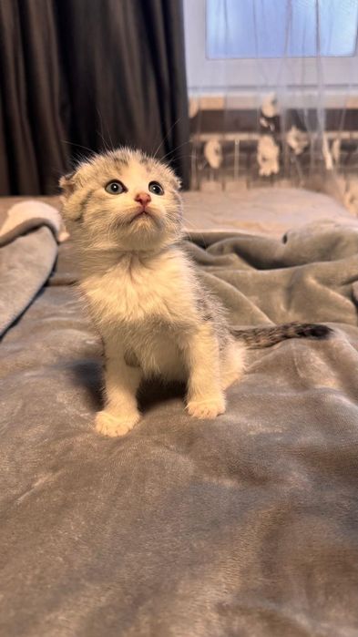 Вислоухие котята