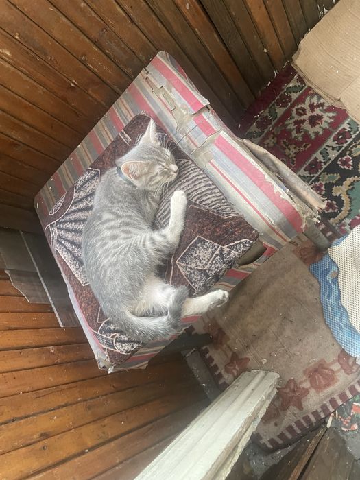 Кошка девочка