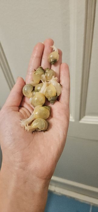 Улитки ахатины родация альбино