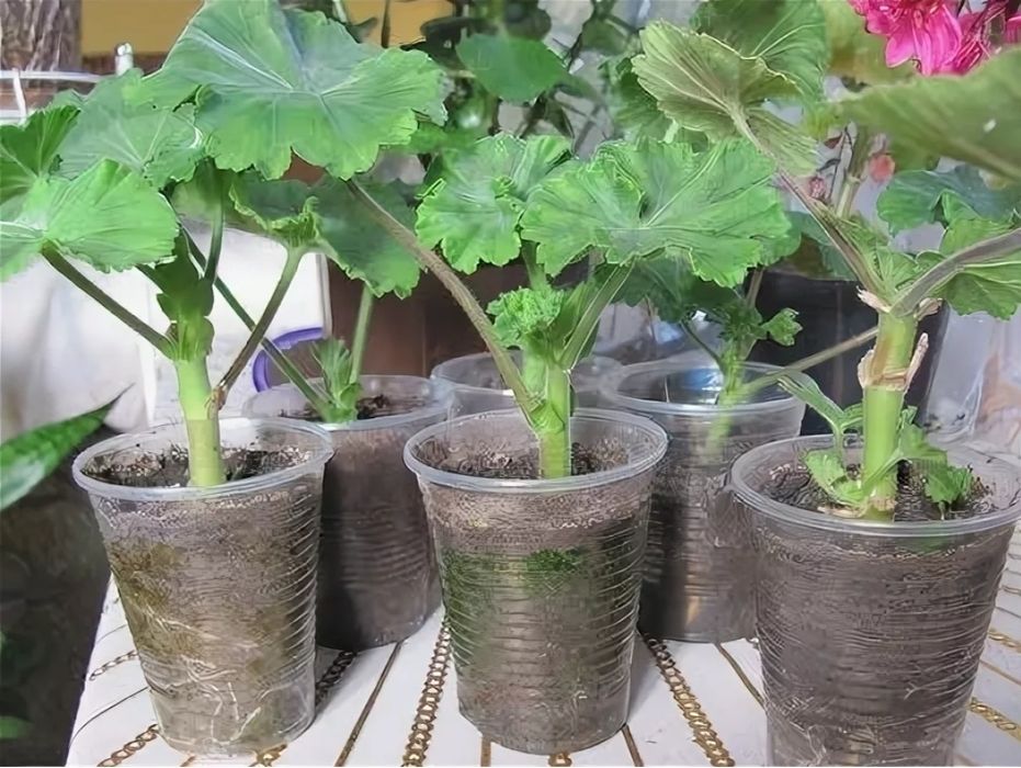 Герань сортовая Пеларгония