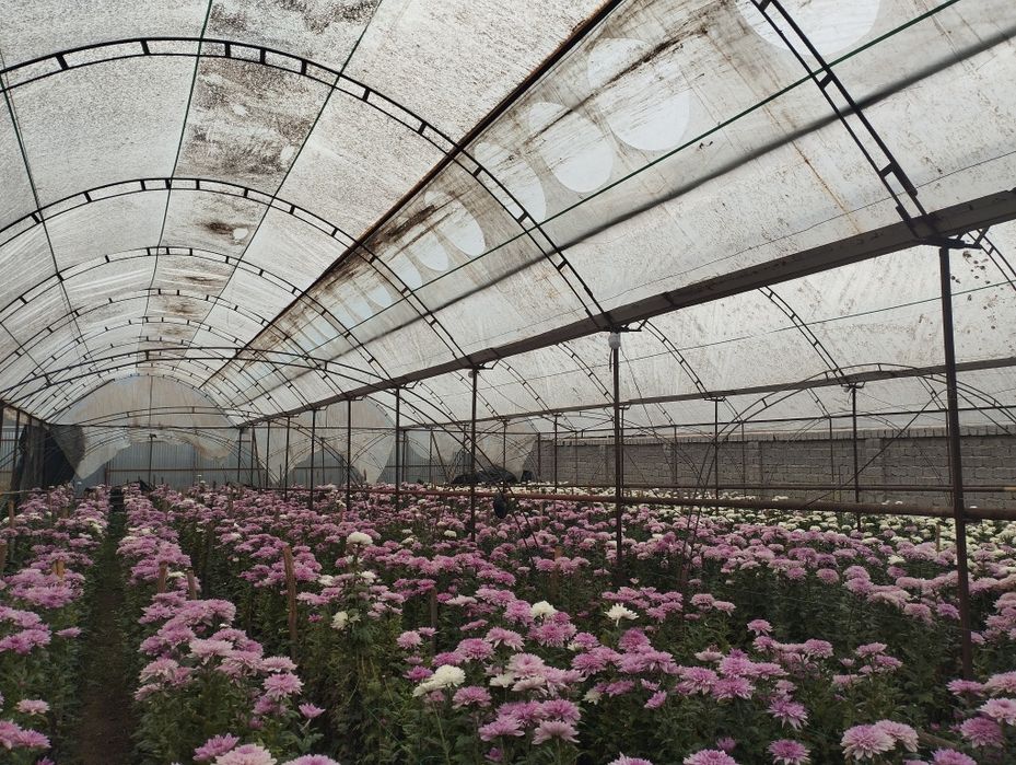 Теплица сотилади кибрай